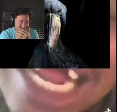 why you gotta be such a sussy shoebill