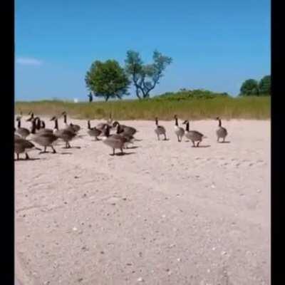 The invasion has begun