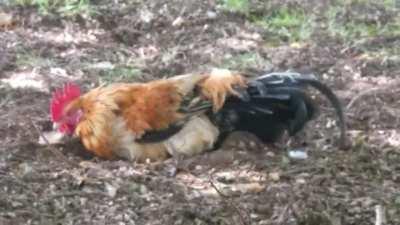 I love me a dirt bath on a summer afternoon