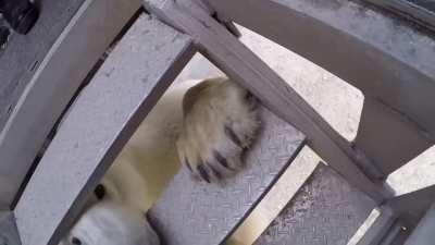 POV: Polar Bear is trying to eat you.