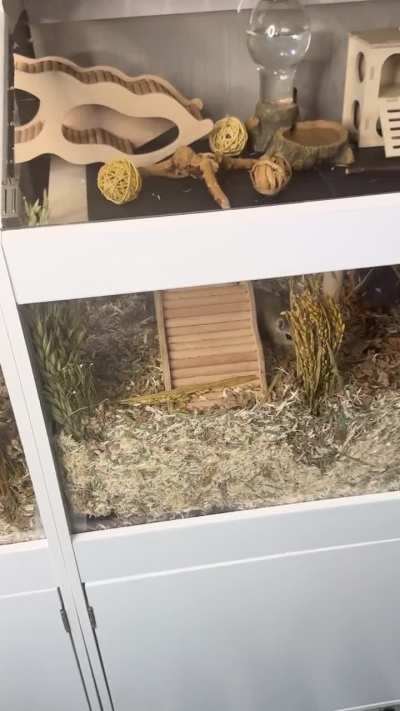 Gianni & Versace’s Gerbil Enclosure