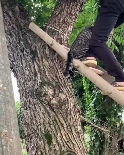 Guy helps a cat down from a tree
