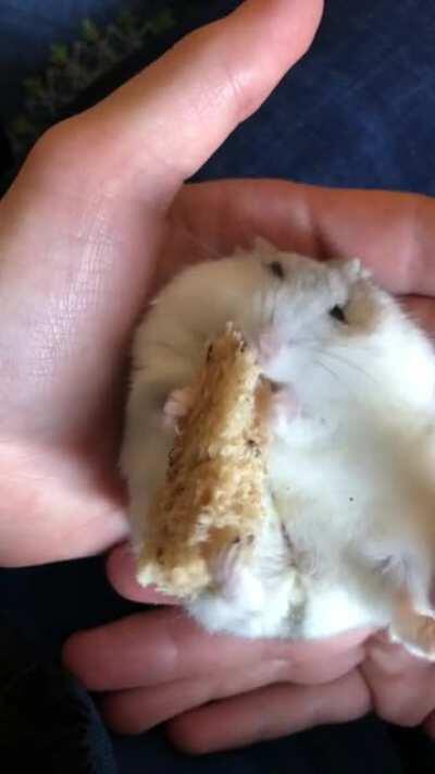 Chubb does the monch