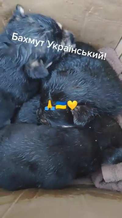 Severely wounded Ukrainian didn’t let go of a box of puppies from his position until they transported him to the hospital