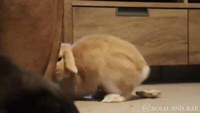 She got a little bit too excited about her new Gnaw.