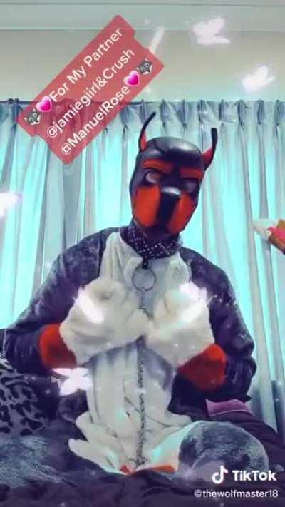 The dog and the butterfly 🦋