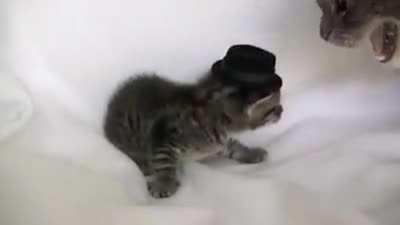 Putting a hat on a kitten. (smackkk!)