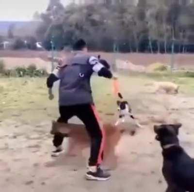 Most incredible dog trick I've ever seen.