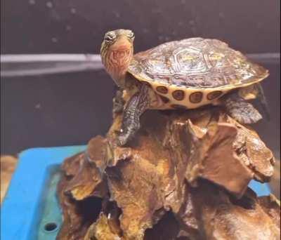 I can feel you Lance! I'm also tired (My turtle yawning synchronized with a child who shouted)