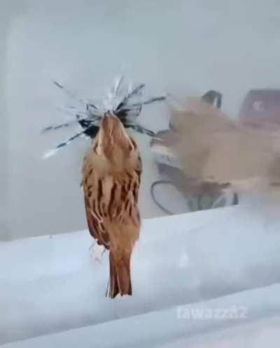 How hard did it hit the glass?