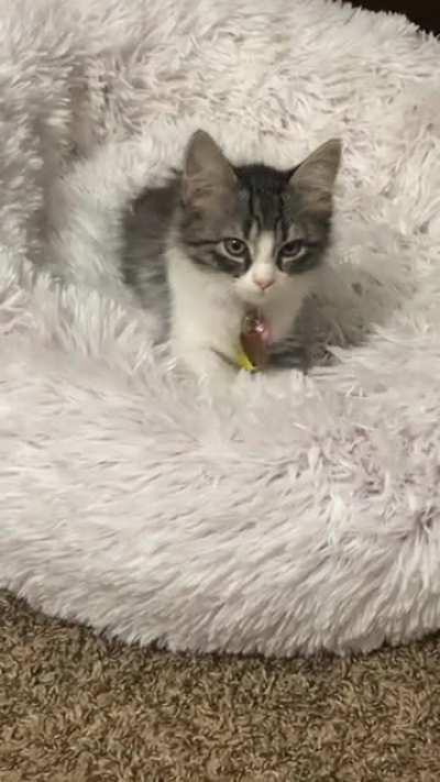 Making biscuits is tiring