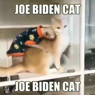 joe biden cat