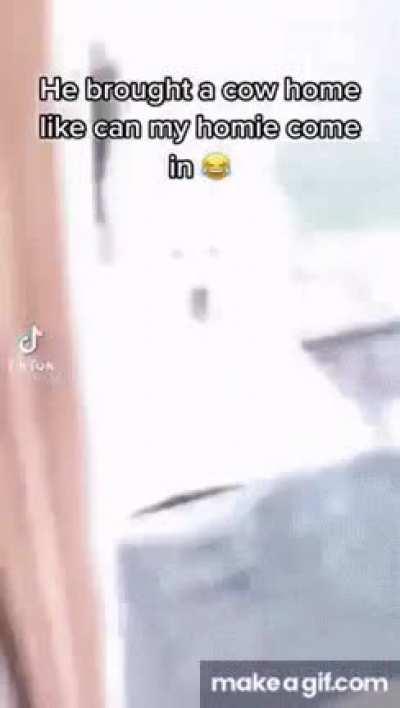 Dog brought home a friend