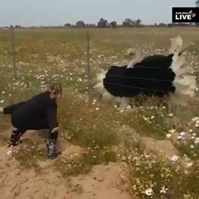 In bird culture, this is considered a sick move