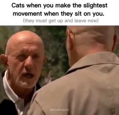 Cats are gangsters and meth distributors