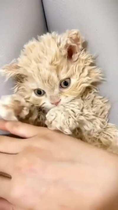 Curly kitty