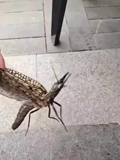 Hans, where are you Hans?