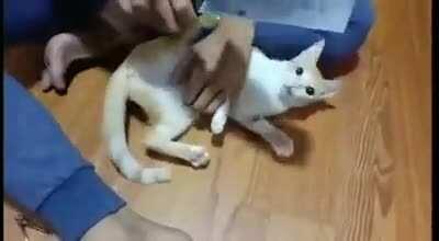 Стрижём котенку ногти