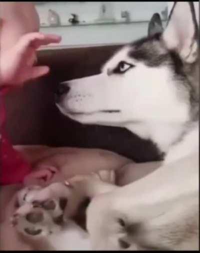 EVIL BABY PUNCHES HUSKY TO DEATH