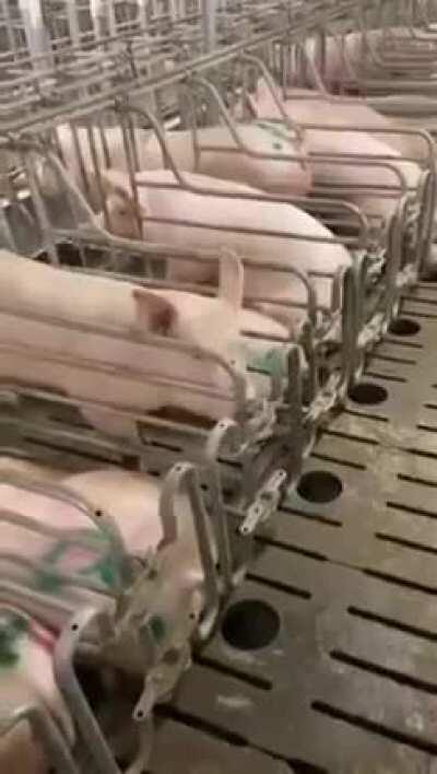 河南驻马店一养猪场中一头猪熟练掌握越狱技能，饲养员表示：无论这头猪多聪明，它的命运都是无法改变的😝