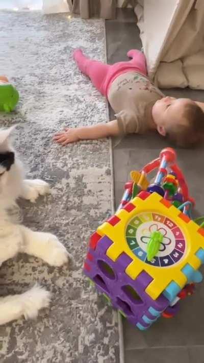 Dogs protect, cats educate