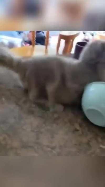 Подборка пушистого пидорства