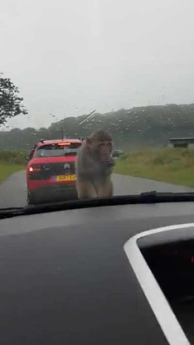Listen to my girlfriend die inside as her car is destroyed by monkeys at our trip to the safari park.