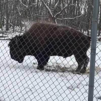 Happy Bison playing in the first snow of the year