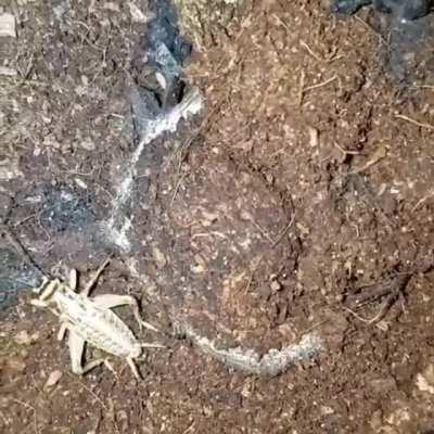 They should add these