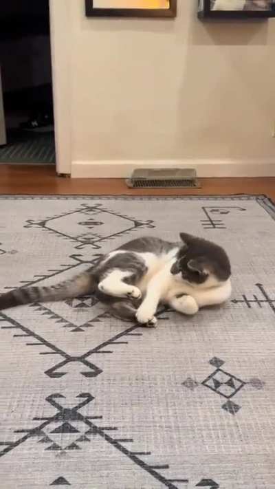 I think my cats tail owes him monėy