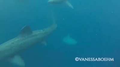 4-ton Basking Shark goes airborne.