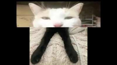funny cat funny cat funny cat