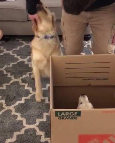 Meeting his new sister for the first time