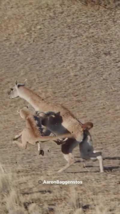 Guanaco fights for its life against a young puma