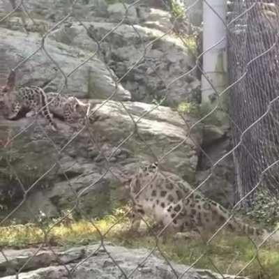 Mrow, Mrow... hey ma... BOING !!!