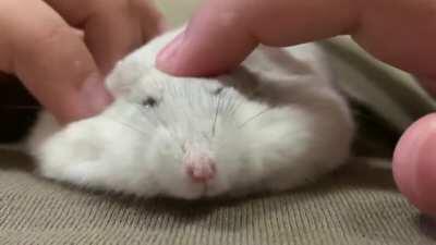 Chubber Butt pancaking during massage