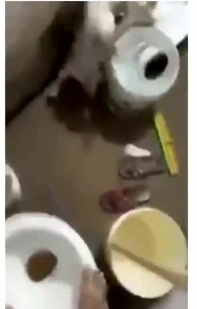 Terrified boy vs cat vs rat