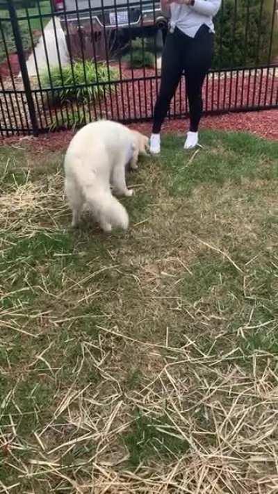 Golden retriever meeting his new little brother!