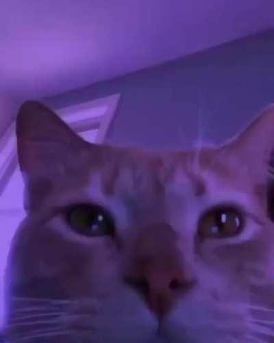 my last brain cell during quarantine