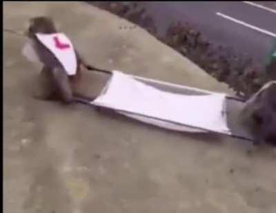 Any captions/ideas for this video to make it a meme