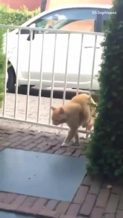 Кость пушистость