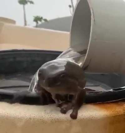 This frog bathing