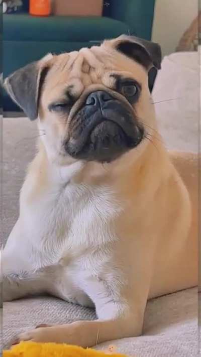 When I forgot to buy a pop cup, my dog…😭