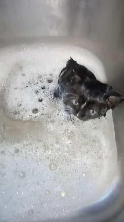 Found this baby abandoned with flees, we're giving her a bath and gonna get her/him checked out at the vet, we don't know gender yet. We're are gonna be the cats new home now poor baby. 💙