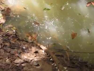 Checking to make sure this anaconda is still alive