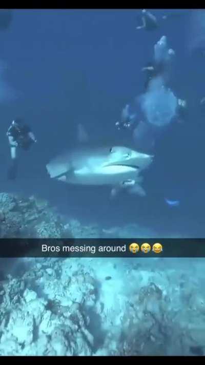 The shark was like Chill bro it's just a prank
