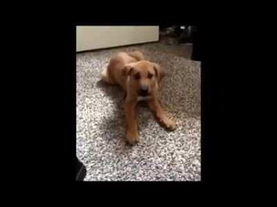 What did he just say?!