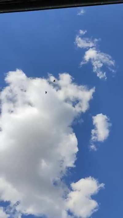 Couple de papillons volant en cercle, Lille, France - Juin 2022