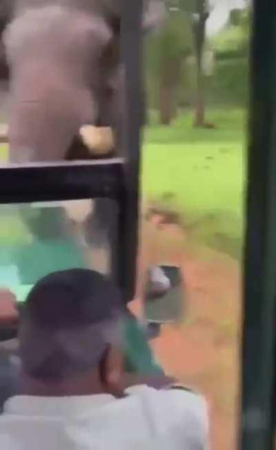 Remarkable camera work by a tourist when an elephant charges at them.