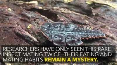 Insanely rare prehistoric beetle